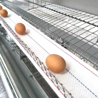 comprar Correa caliente de la colección del huevo de la venta de Annilte en granja avícola online manufacture