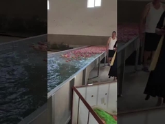 Limpieza de la fruta y máquina el elegir